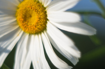 Obraz premium Blooming camomile, selective focus