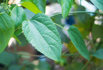Fototapeta na wymiar leaf green sacha inchi hanging from a sacha inchi tree