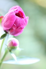 Fototapeta premium Peony