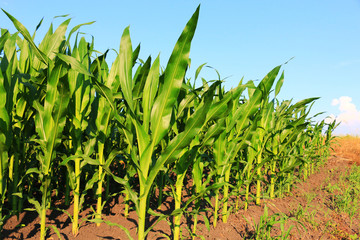 Cornfield with Clouds on Bright Summer Day