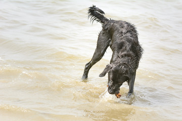 Hund in Bewegung am Strand der Nordsee