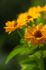 bouquet of bright yellow flowers Heliopsis helianthoides