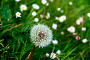 Silky dandelion head in grass