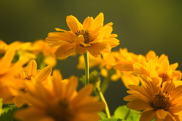 bouquet of bright yellow flowers Heliopsis helianthoides