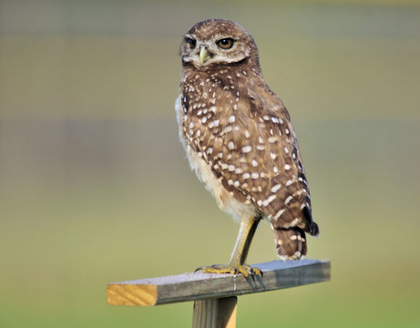 The Burrowing Owl / The Burrowing Owl located at the Brian Piccolo Park in Cooper City, Florida