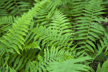 Beautyful ferns leaves green foliage natural floral fern background in sunlight.