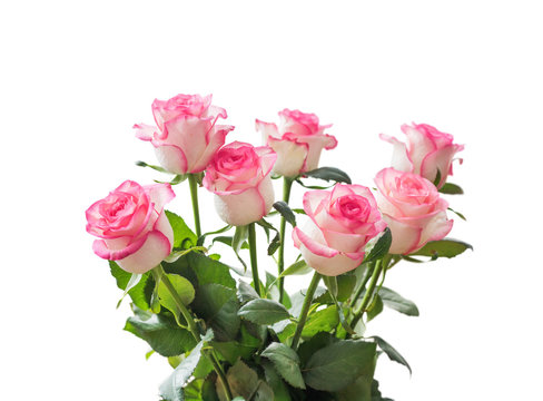 Beautiful bouquet of beige roses with a pink border isolated on white background