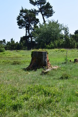 Baumstumpf n der Bergheide bei Arft, Eifel 06/18