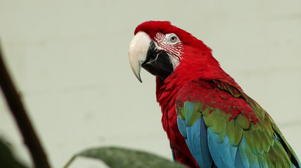 Kolorowa papuga - portret