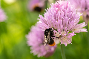 Hummel auf Schnittlauch