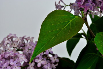lilac leaves close - up, blooming in the spring