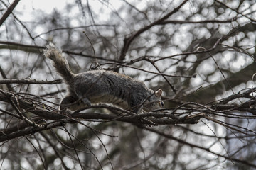 Obraz premium Esquilos no Parque