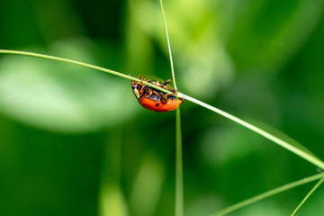Ladybird walking upside down on a blade of grass