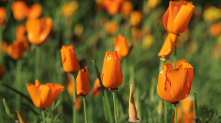 Pole pomarańczowych tulipanów 