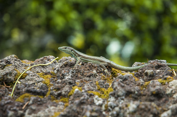 Lizard on the stones