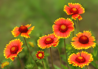 Gaillardia (blanket flower), genus of flowering plants in the sunflower family