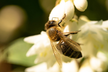 Biene in Jasmin