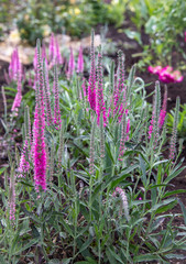 Obraz premium Veronica spicata Anniversary New Rose, bright pink flowers and ash green leaves of Veronica spicata, blooming in the garden. Soft selective focus.