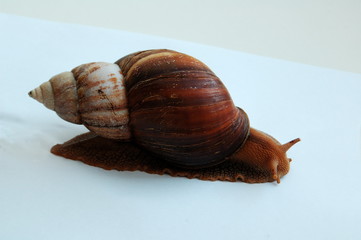 snail close - up, crawling on a smooth surface
