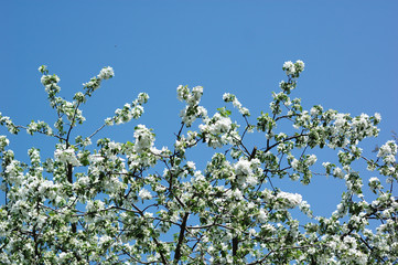 A lot of flowering apple trees on a abstract background.