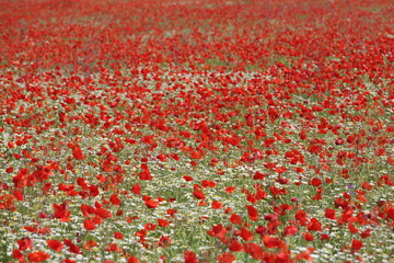 Spring meadow with blossoming daisies and poppy flowers   
