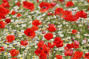 Spring meadow with blossoming daisies and poppy flowers   