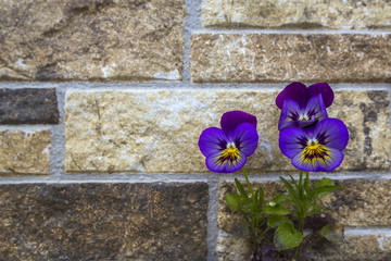 Blue violet yellow pansies on brick wall background. Beautiful flowers grow in fissure between stones.