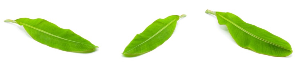 Obraz premium collection of green banana leaf isolated on white background