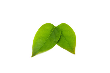 Obraz premium green star gooseberry leaf isolated on white background