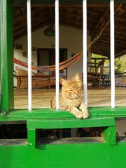 Relaxing cat