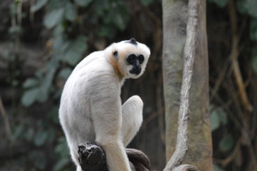 Obraz premium Gibbon in the tree