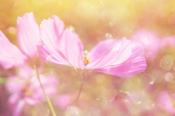 Fresh cosmos flowers in the summer garden with bokeh texture and soft blur,