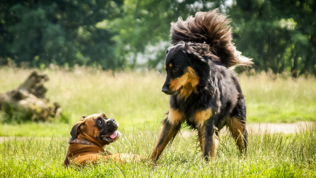 Unterwürfig Bilder Durchsuchen 430 Archivfotos, und