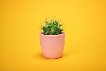 Front view Green Cactus concept on yellow background with copy space. Aloe and other succulents in colorful ceramic pot