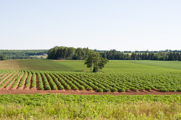 Fototapeta na wymiar Crops growing in rows in lush soil with clear blue sky and green grasslands