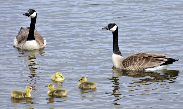 Canada Geese and their newly hatched little ones: 
