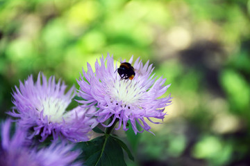 Bee collects pollen on purple flower