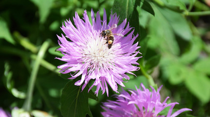 Bee collects pollen on purple flower