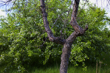 Blooming wild Apple trees in an abandoned garden