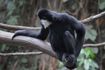 Gibbon in the tree