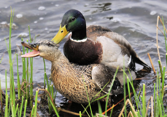 The Male and Female  Mallard Duck