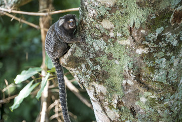 Monkey in the tree of Rio de Janeiro Brazil Tijuca forest
