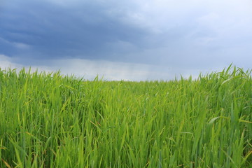 Geen grass against the sky