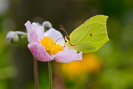 Brimstone butterfly, Gonepteryx rhamni, feeding on nectar from a japanese anemone