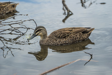 Duck Swiming in the Water and enjoying nature and the clean water