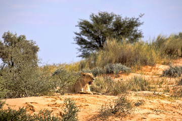 Naklejka premium Leaning lioness, Panthera leo, Kalahari South Africa