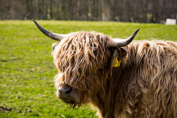 A close up of a brown highland cow