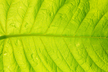 large green leaf with sunlight shining through