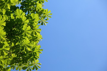 Chestnut is a deciduous tree with interesting leaves in the shape of a human hand.