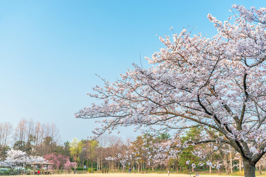 公園の春景色
